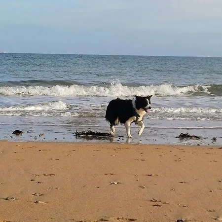 Le 501 F2 De Plain-pied Avec Terrasse * Courseulles-sur-Mer